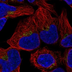 OAZ2 Antibody, Novus Biologicals 0.1mL; Unlabeled:Antibodies, Polyclonal